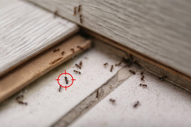 Best Rodent Control Near Me  in Hinckley, IL
