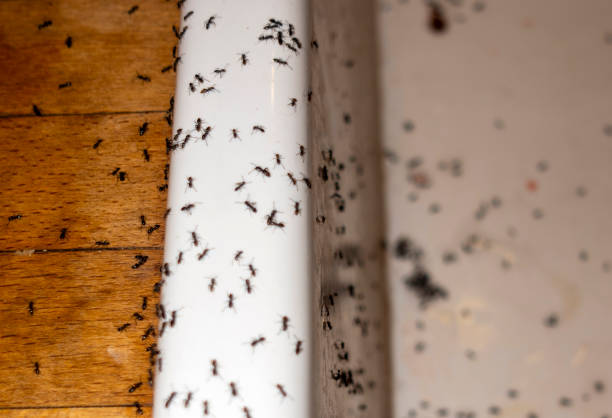 Best Insect Control  in Hinckley, IL