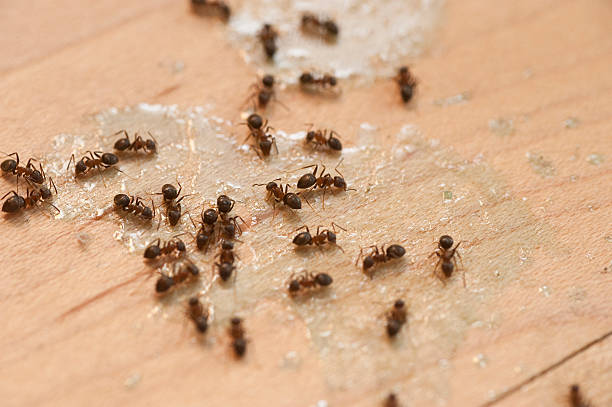 Best Cockroach Control Services  in Hinckley, IL