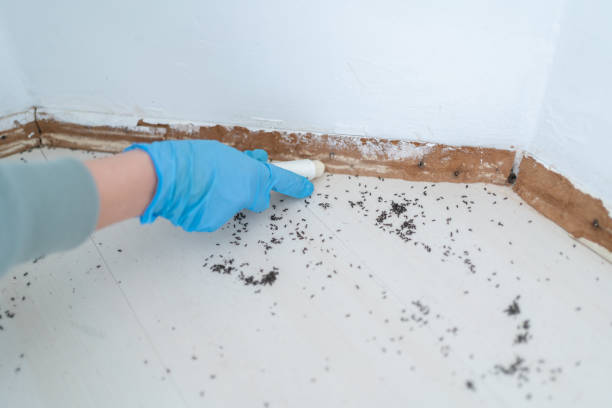 Insect Control in Hinckley, IL